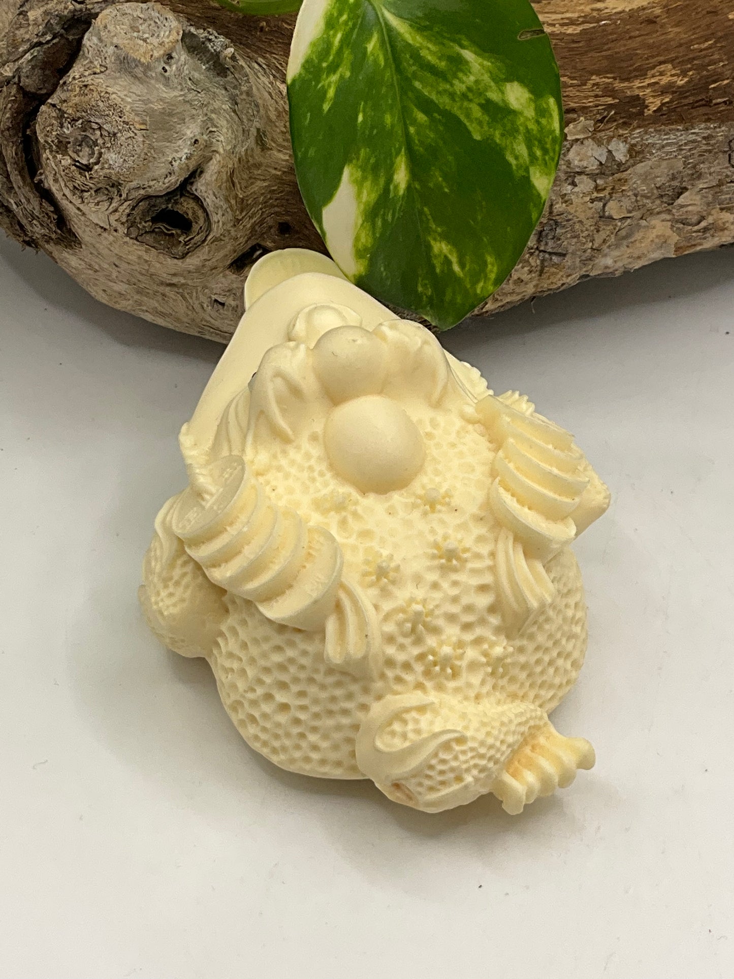 Nut Ivory Money Toad