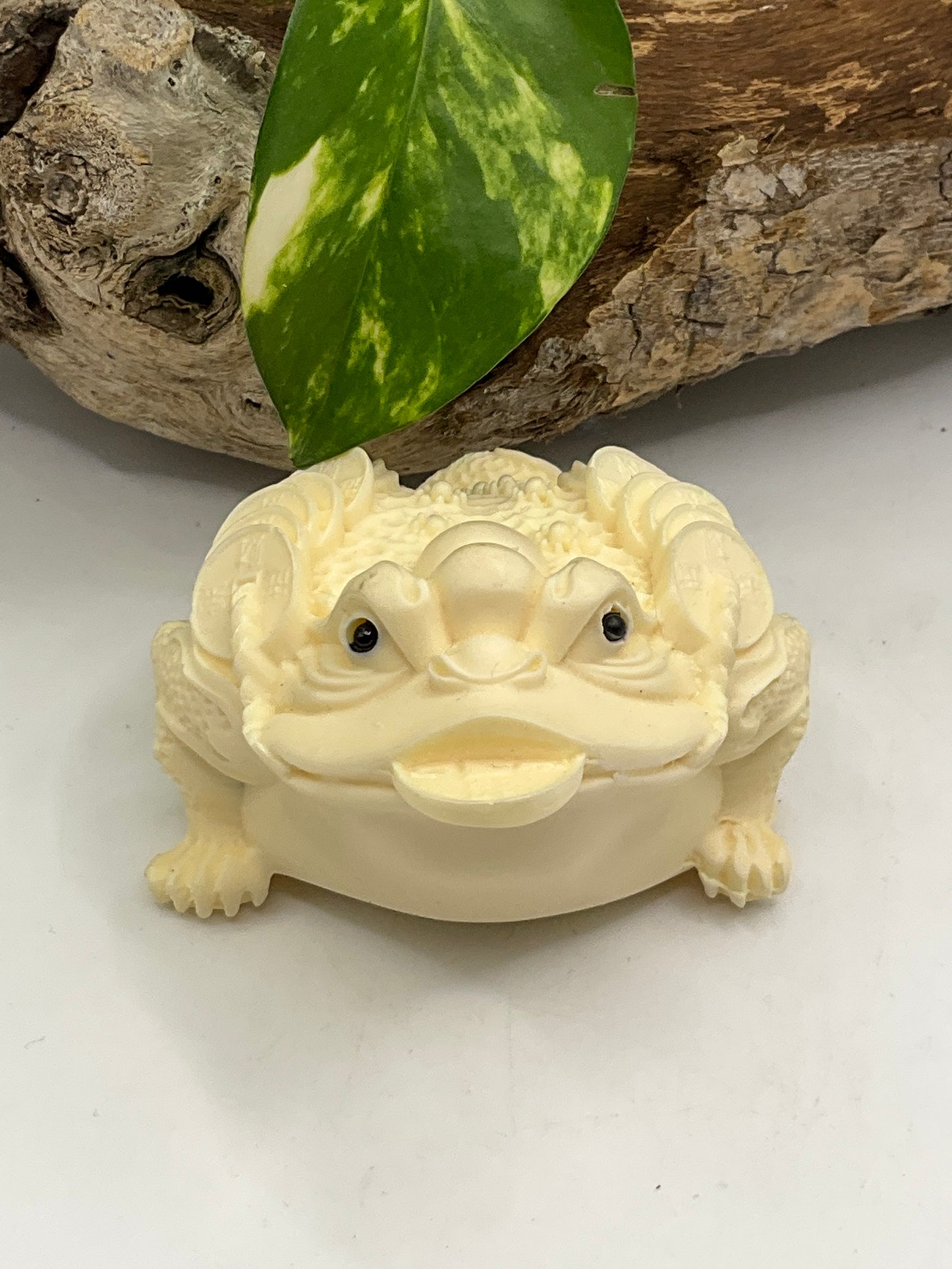 Nut Ivory Money Toad