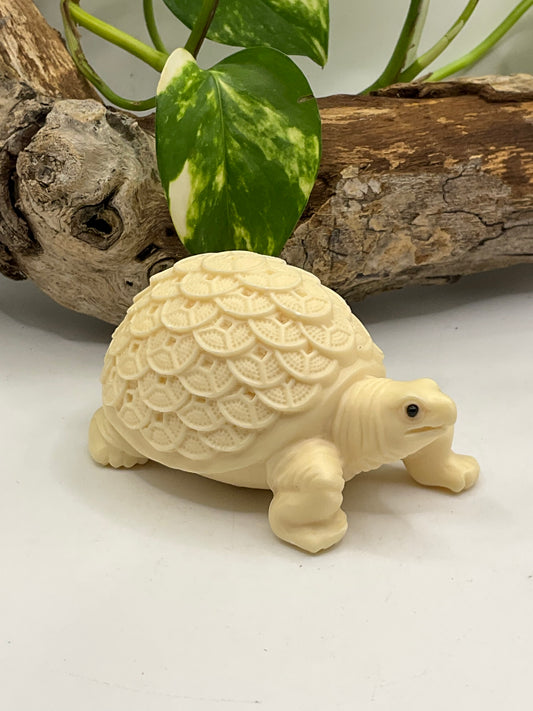 Nut Ivory Luck Tortoise