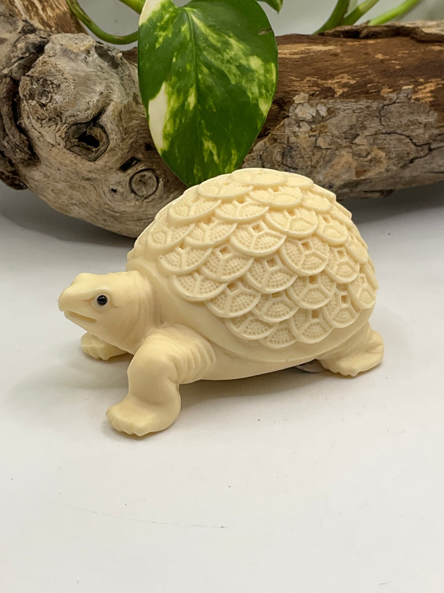 Nut Ivory Luck Tortoise