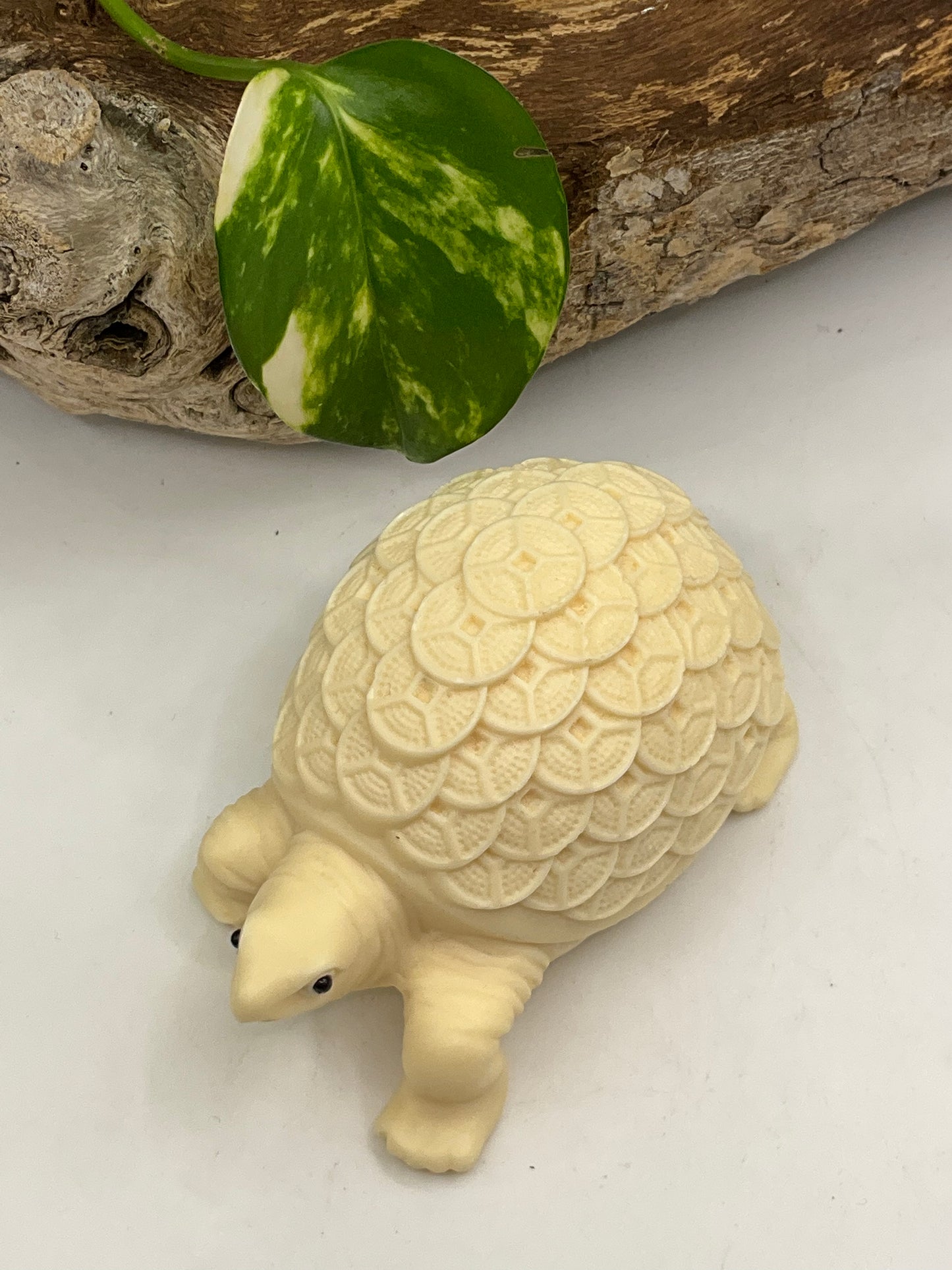 Nut Ivory Luck Tortoise