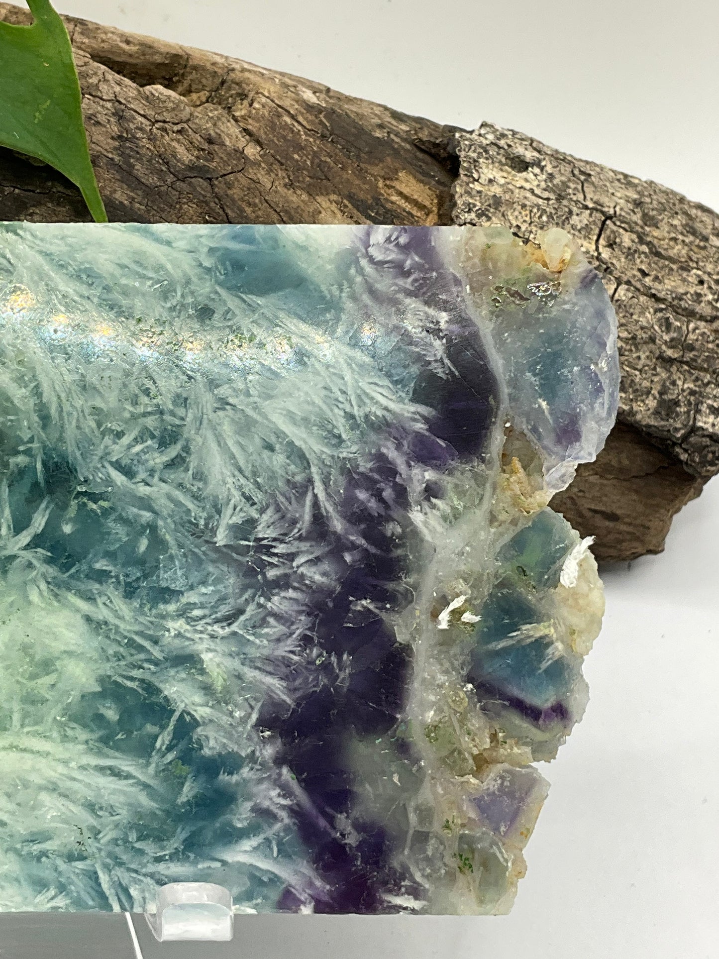 Dendritic Fluorite Slice