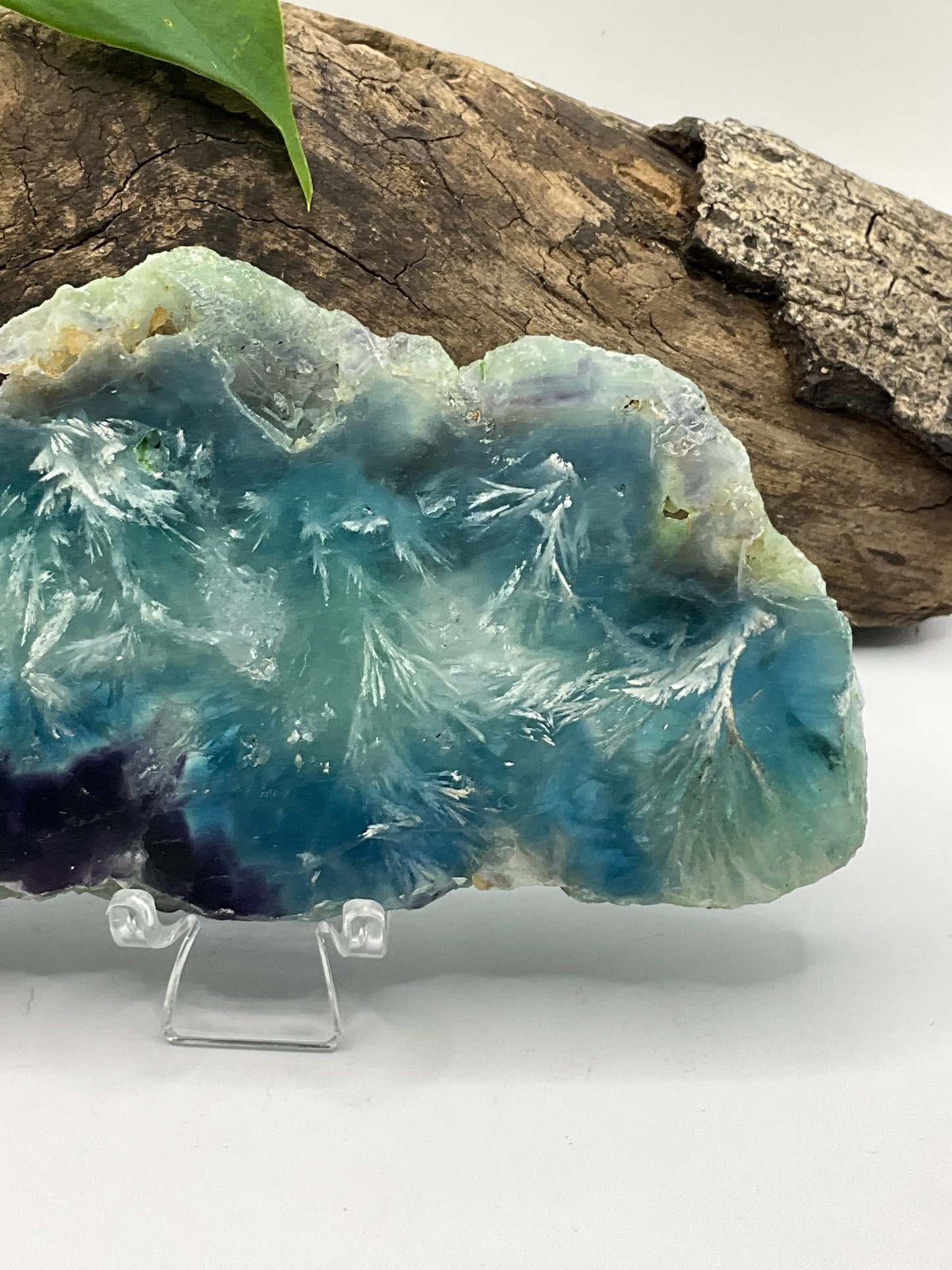 Dendritic Fluorite Slice